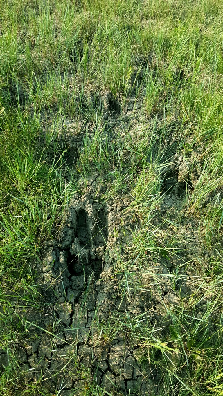 wp-1436488365935 image